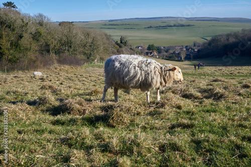 Lonely sheep in the field with a view of the village.