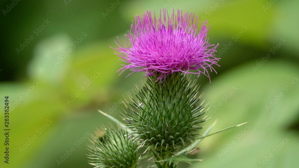 thistle flower thistle flower