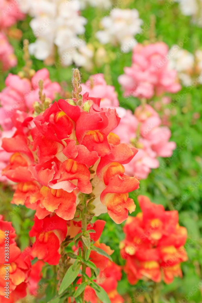 Snapdragon in the garden Snapdragon in the garden