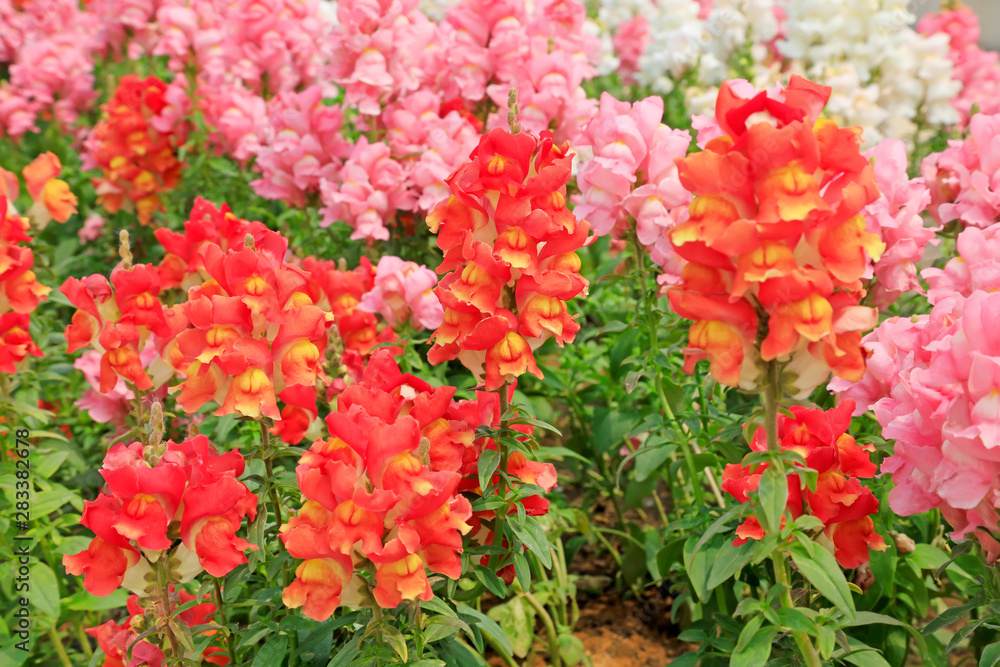 Snapdragon in the garden