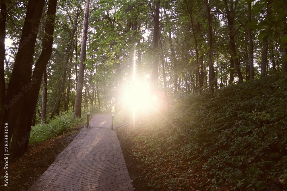 Fototapeta premium road in the forest