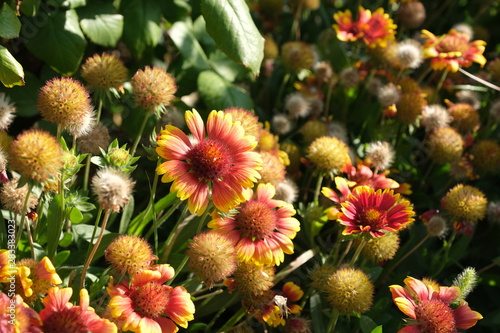 Bright flowers in the city park