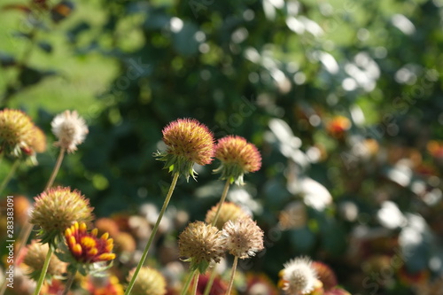 Bright flowers in the city park