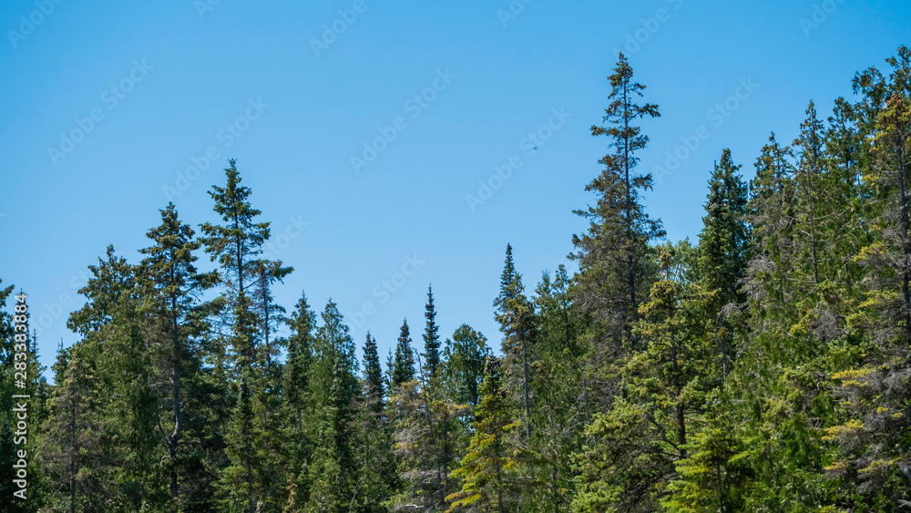 treeline against sky