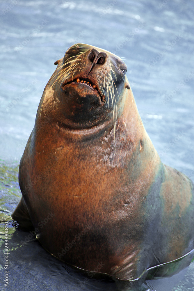 Naklejka premium South american sea lion (Otaria flavescens)