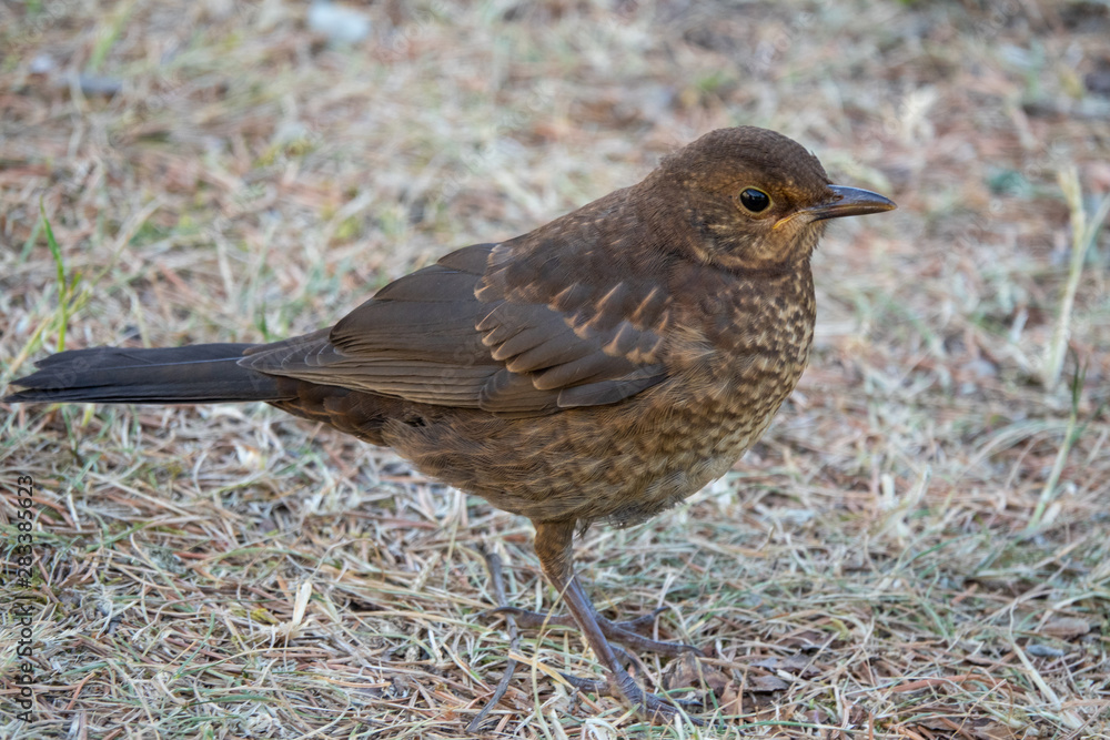 Fototapeta premium Common blackbird