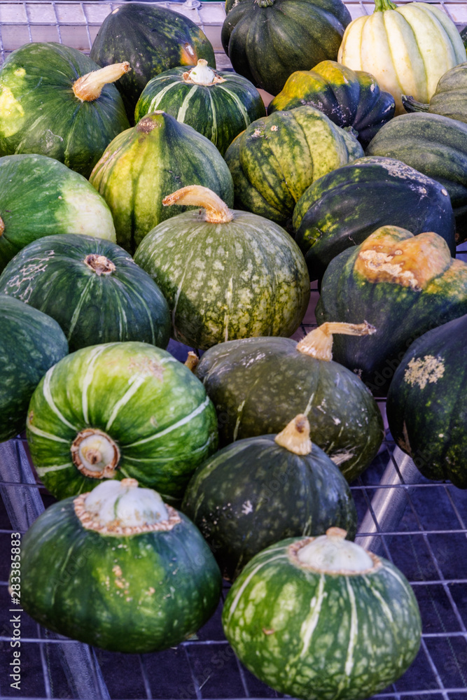 Squash available for members pickup at the CSA farm