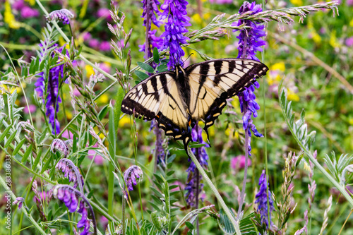 Φωτογραφία Swallowtail butterfly on American Vetch AKA purple vetch