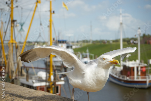 Möve Hafen Greetsiel