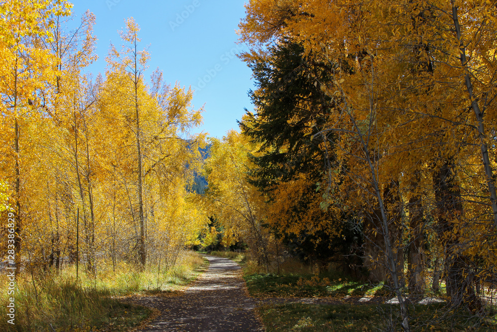 Fototapeta premium Aspen trail