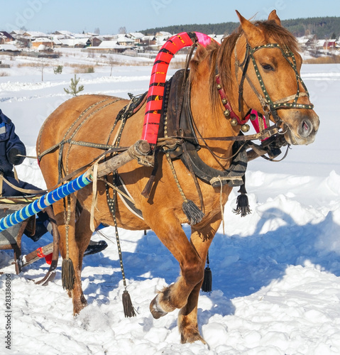 A horse harnessed to a sled stands on a snowy road, winter day.