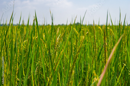 Golden rice fields with bright sky