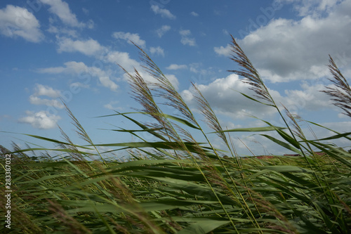 Gräser im WInd photo