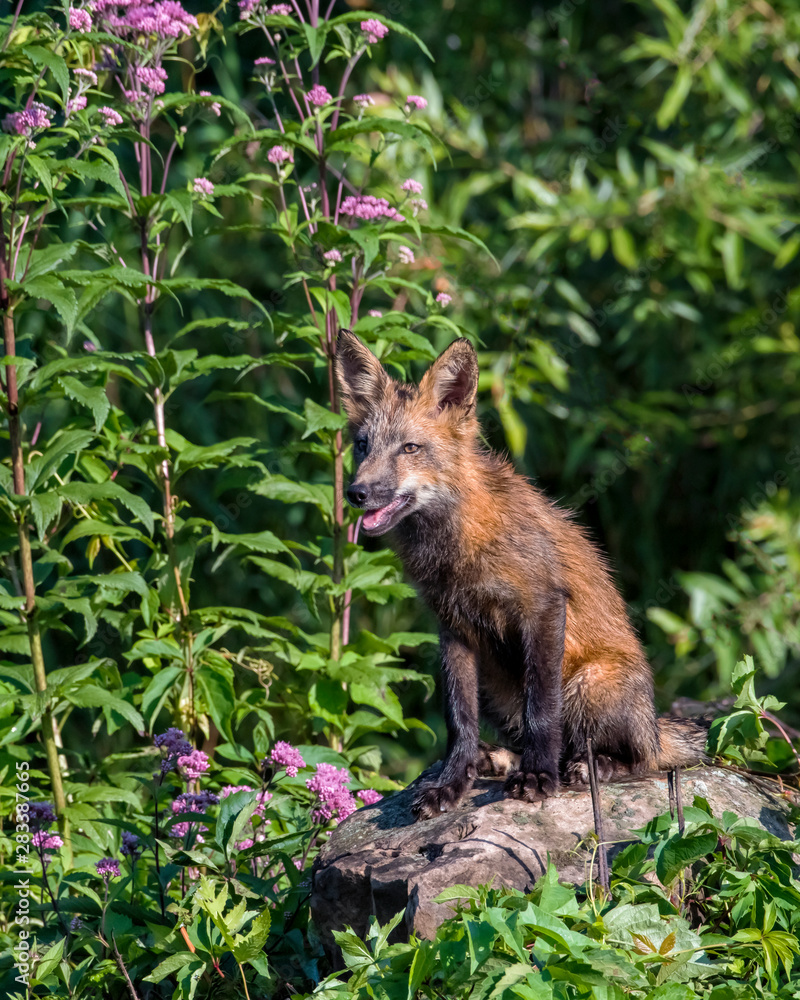 Young Red Fox sitting on a Rock with Purple Flowers in Background Young Red Fox sitting on a Rock with Purple Flowers in Background
