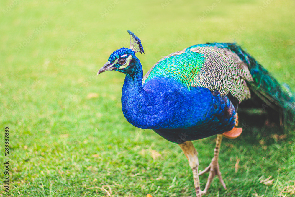 Fototapeta premium Beautiful peacock on the lawn posing for the camera 