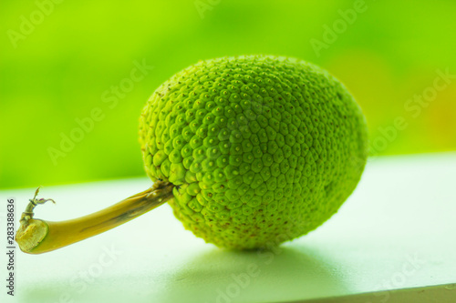 The fruit of the bread tree on the window in the summer green tropical orchard photo