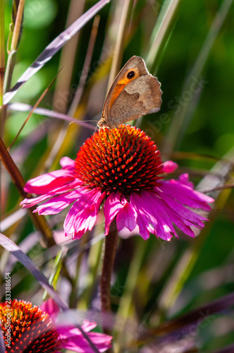 macro papillon posé sur une fleur magenta