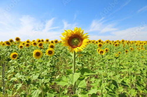 Beautiful blooming sunflower in the field on a Sunny day