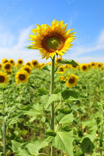 Beautiful blooming sunflower in the field