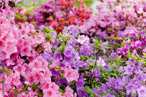 Pink and violet rhododendrons bloom in garden