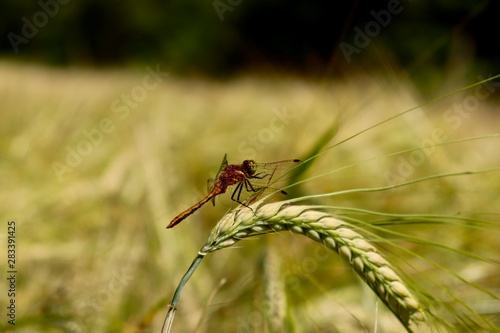 dragonfly on a leaf © Zach