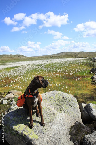 Boxer at the mountain with dog pack