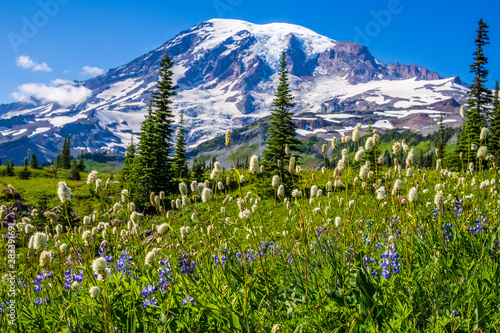 Wildflowers at Mount Rainier National Park © oldmn