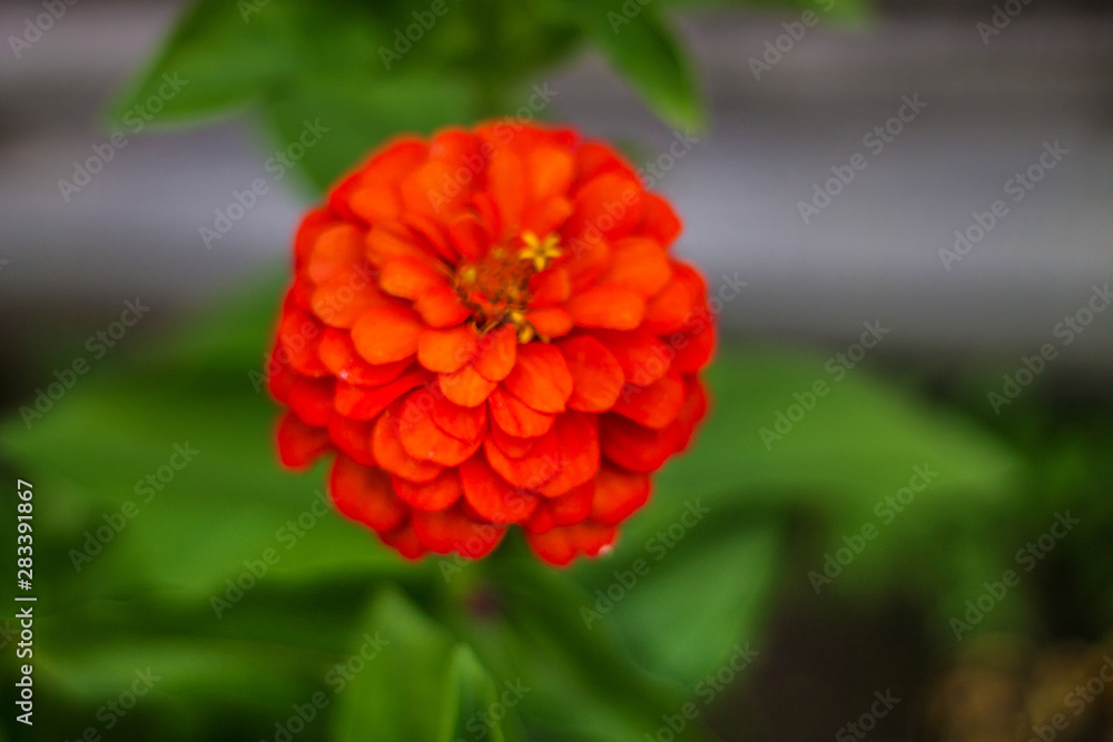 red flower in the garden red flower in the garden