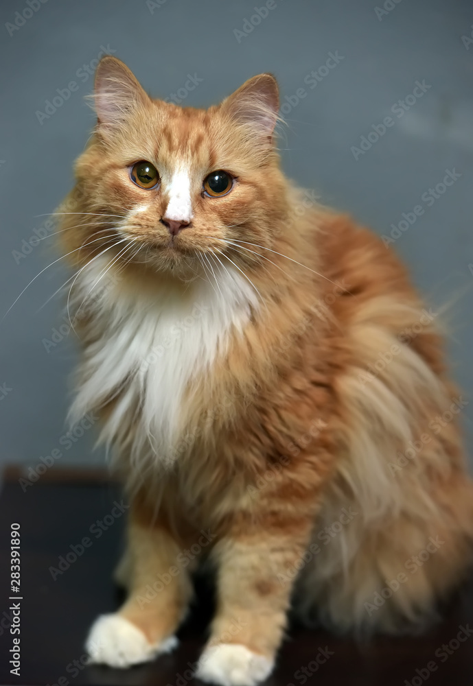 fluffy red-haired white-breasted cat