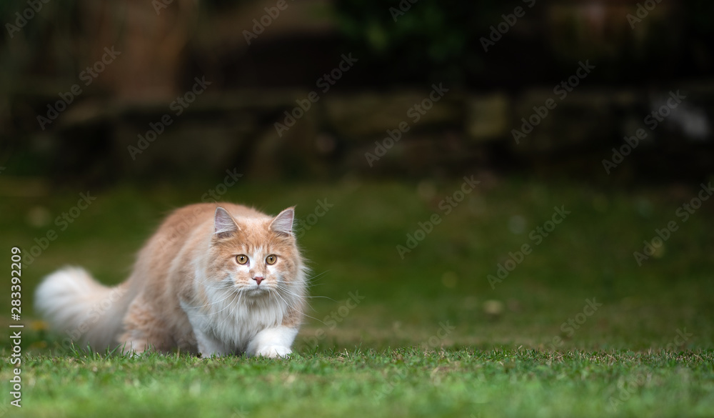 playful young cream tabby white ginger maine coon cat hunting in the garden at night sneaking over the lawn