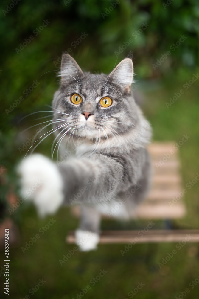 high angle view of a playful young blue tabby maine coon cat with white paws raising paw begging oiutdoors in the back yard
