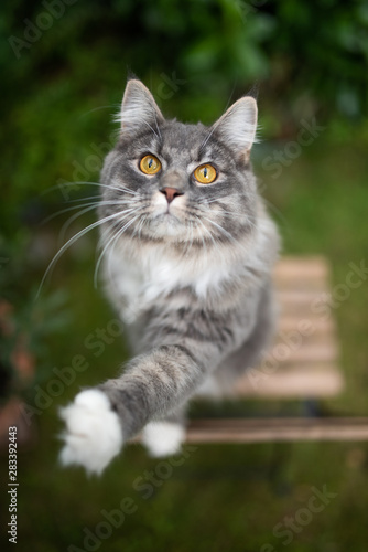 Wallpaper Mural high angle view of a playful young blue tabby maine coon cat with white paws raising paw begging oiutdoors in the back yard looking Torontodigital.ca