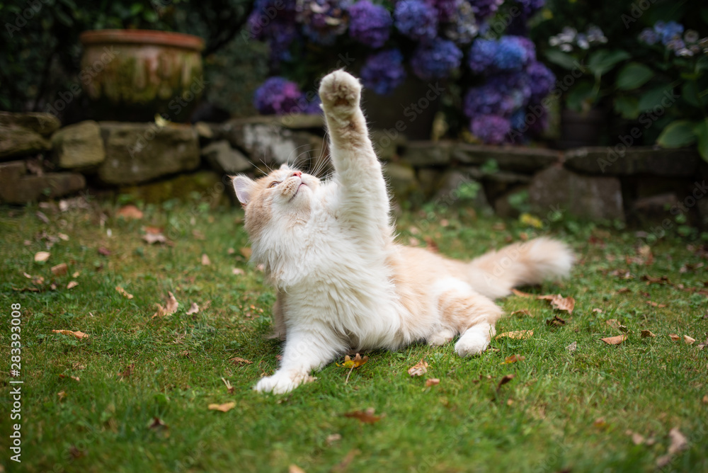 playful young cream tabby white ginger maine coon cat lying on side on grass outdoors in the garden playing looking up catching toy playful young cream tabby white ginger maine coon cat lying on side on grass outdoors in the garden playing looking up catching toy