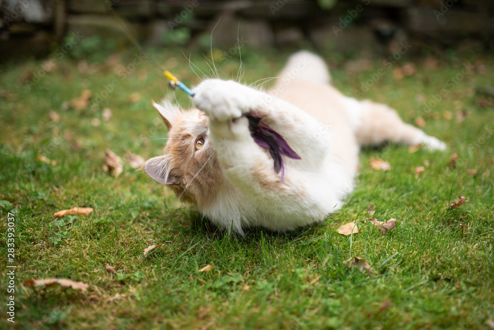playful young cream tabby white ginger maine coon cat lying on side on grass outdoors in the garden playing catching feather toy playful young cream tabby white ginger maine coon cat lying on side on grass outdoors in the garden playing catching feather toy