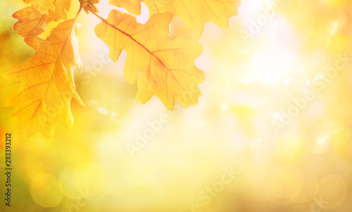 Blurred abstract autumn background. Autumn foliage effect. Glitter golden bok...
