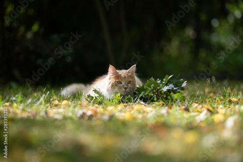 Принти на полотні playful young cream tabby white ginger maine coon cat crouching on grass hunting