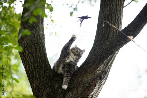 young blue tabby maine coon cat with white paws on a tree fork playing with feather toy outdoors in the back yard raising paw reaching toy
