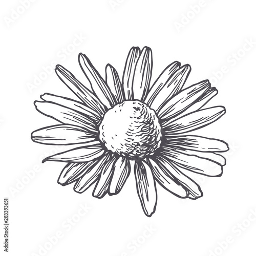 Vector vintage illustration of chamomile in engraving style. Botanical sketch of camomile flower isolated on white