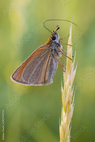 Beautiful butterfly on the summer morning meadow. The side view of a brown butterfly. Insect with pattern wings.