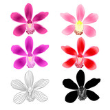 Various flowers tropical Orchids Cymbidium purple pink lila red flower realistic  and outline and silhouette on white background vintage vector illustration editable hand draw