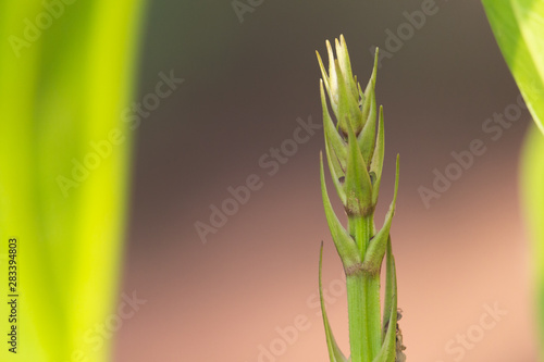 The soft shoots of plants are close-up shot, and that are growing.