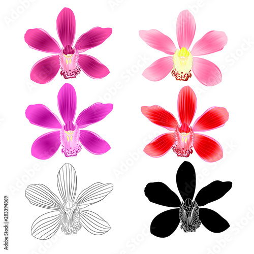 Various flowers tropical Orchids Cymbidium purple pink lila red flower realistic  and outline and silhouette on white background vintage vector illustration editable hand draw