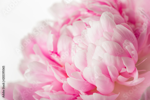 Pink peony flower © Valeri Luzina