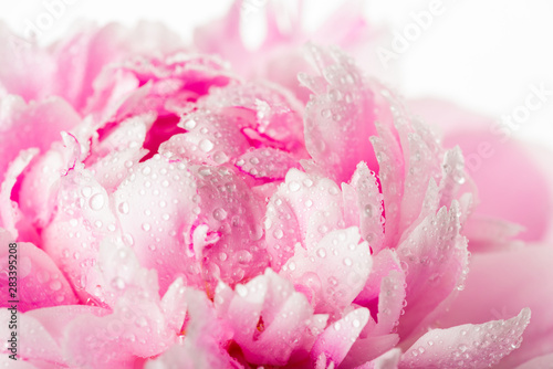peony with drops