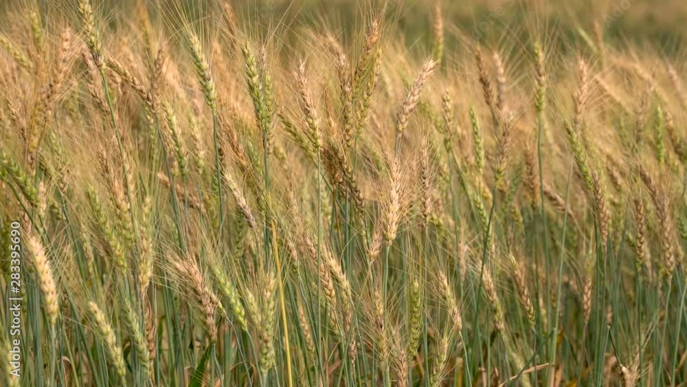 cornfield in the wind in nature cornfield in the wind in nature