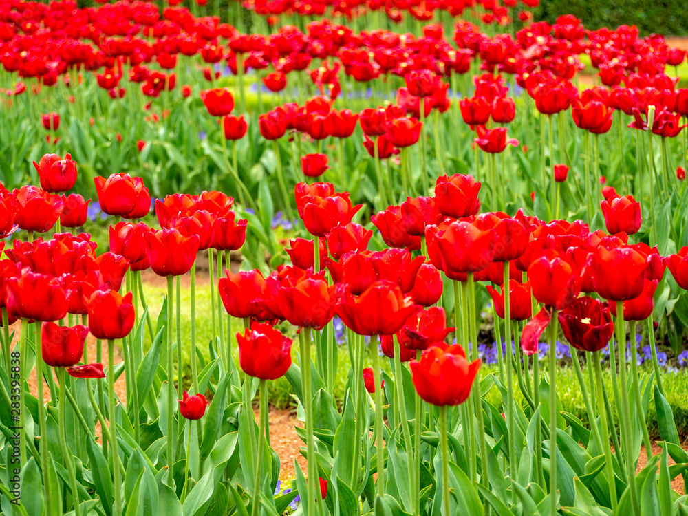 Fototapeta premium Multi Colored Tulip field