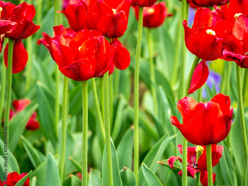 Fototapeta premium Multi Colored Tulip field