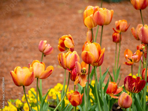 Multi Colored Tulip field © Dmitri