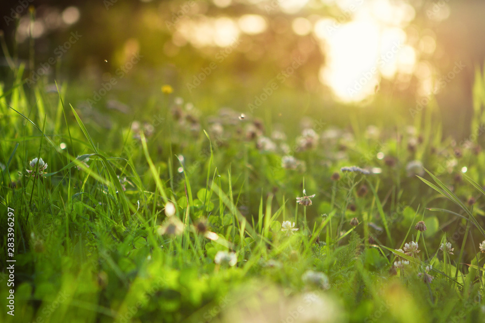 blooming clover in the sunshine blooming clover in the sunshine