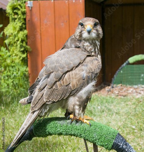a beautiful bird of prey a falcon sits on the grass and looks,Altai Falcon (Falco cherrug altaicus)